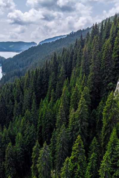 plus grande foret du monde