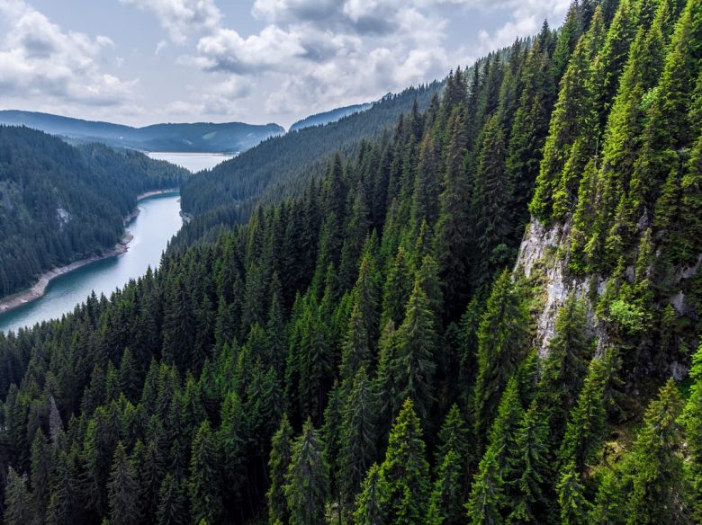 plus grande foret du monde