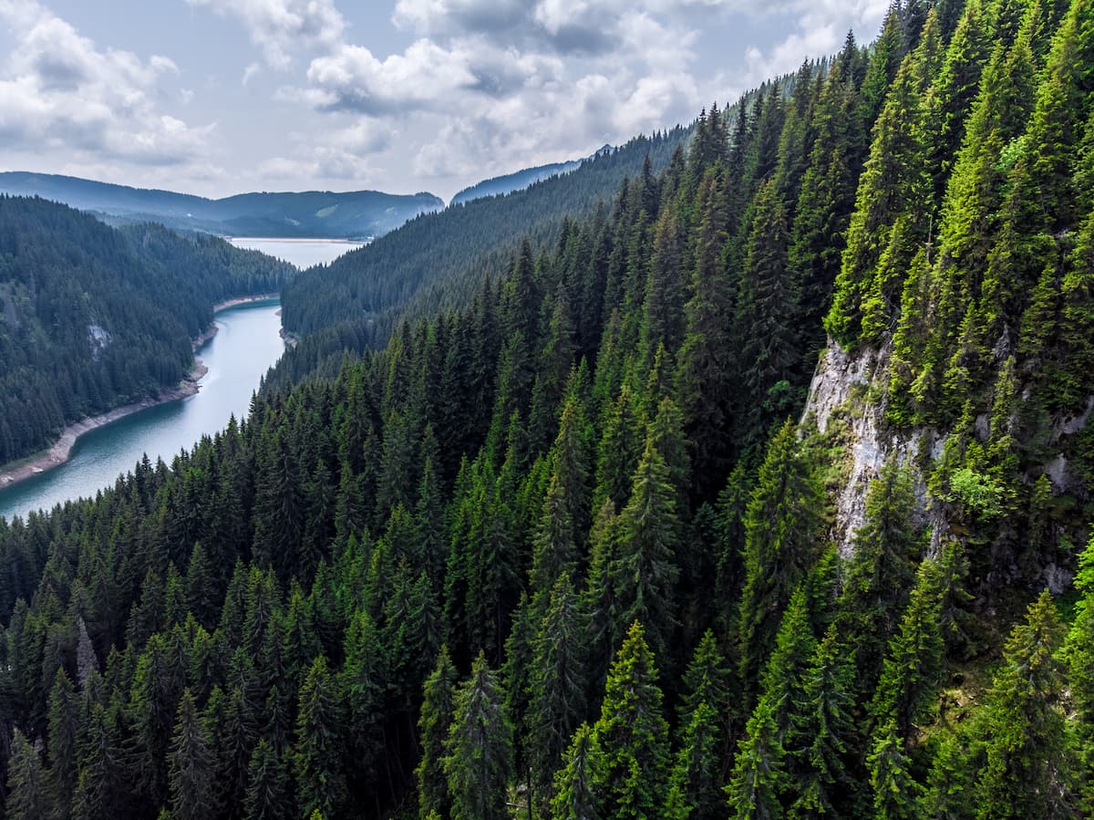 plus grande foret du monde