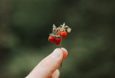 trouver de la nourriture en forêt