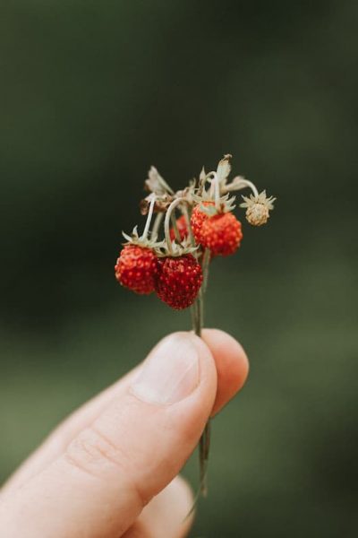trouver de la nourriture en forêt