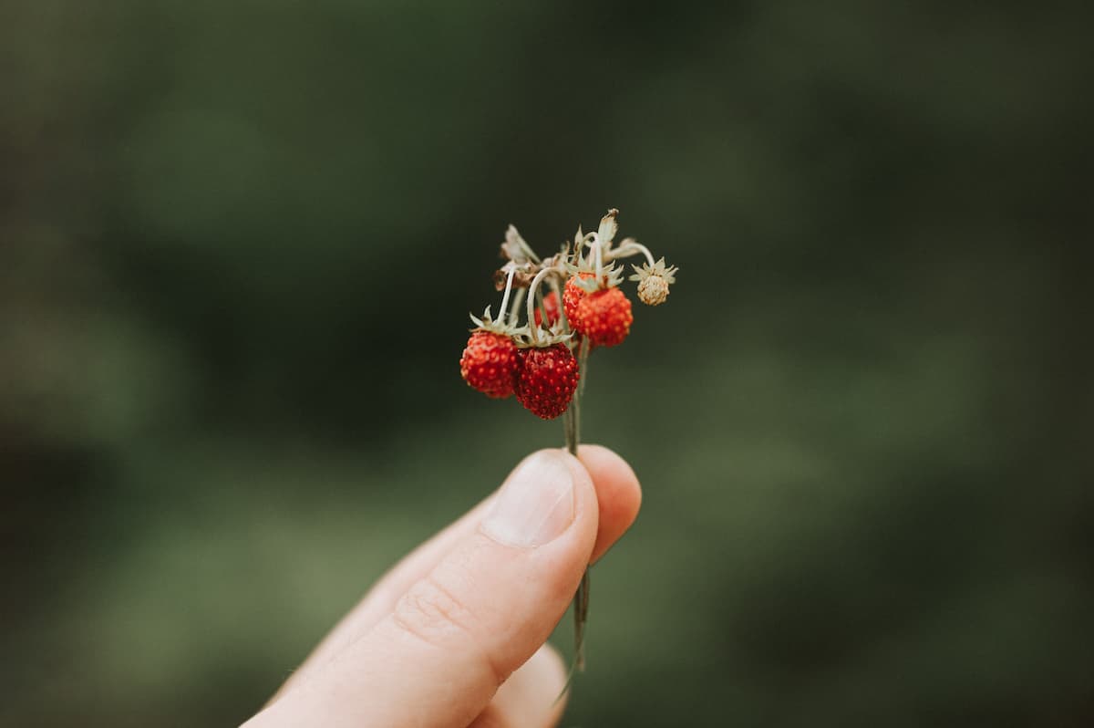 trouver de la nourriture en forêt