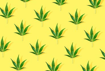 cbd survie
