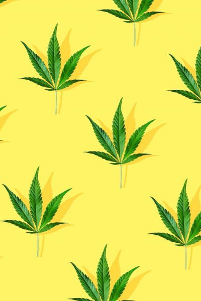 cbd survie