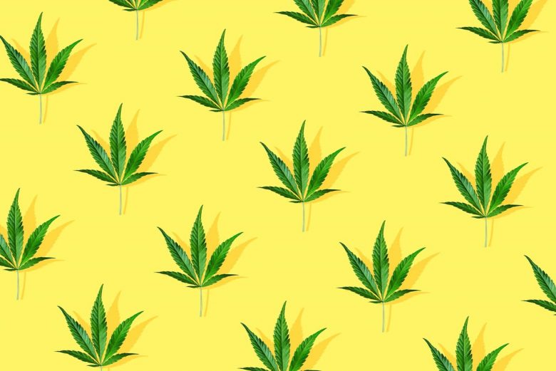 cbd survie