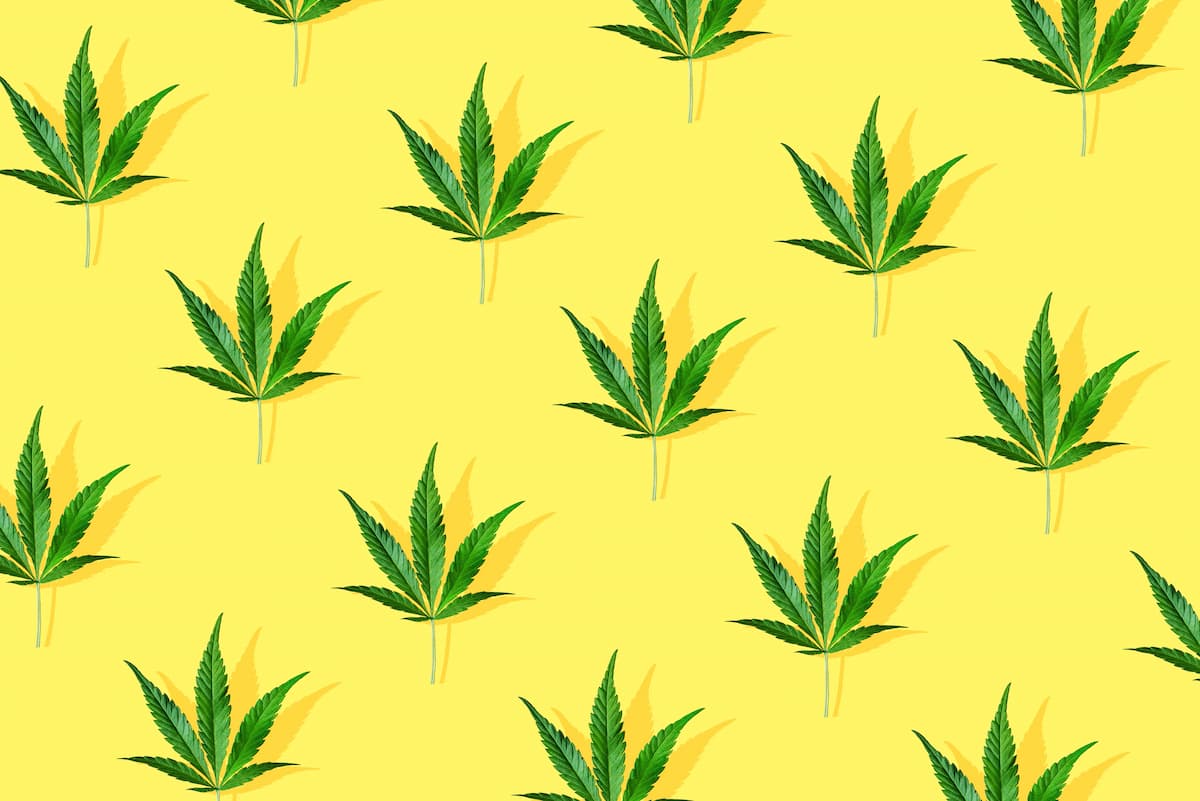 cbd survie